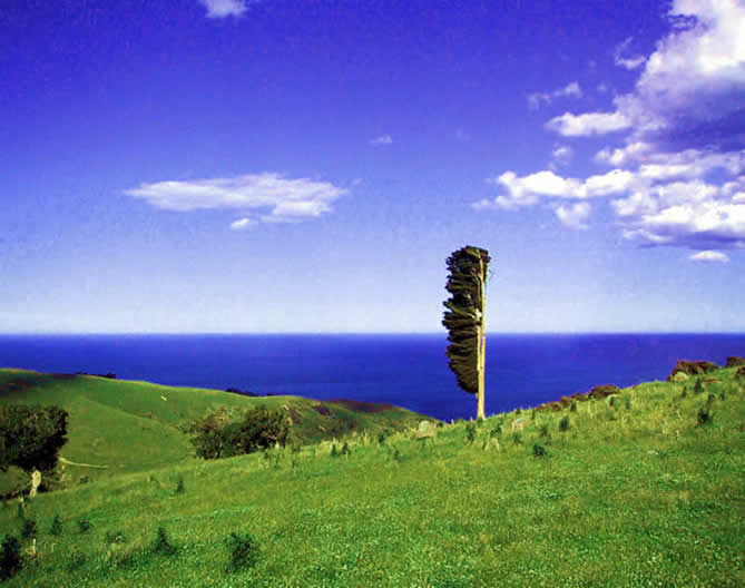 TREE2fr